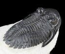 Large, Hollardops Trilobite - Great Eyes #36826-1